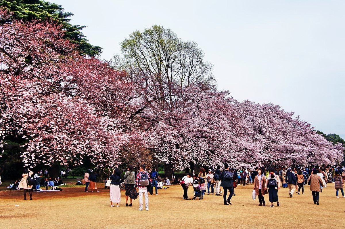 日本球队樱花盛开,豪取三连胜的简单介绍 日本球队樱花盛开,豪取三连胜的简单介绍